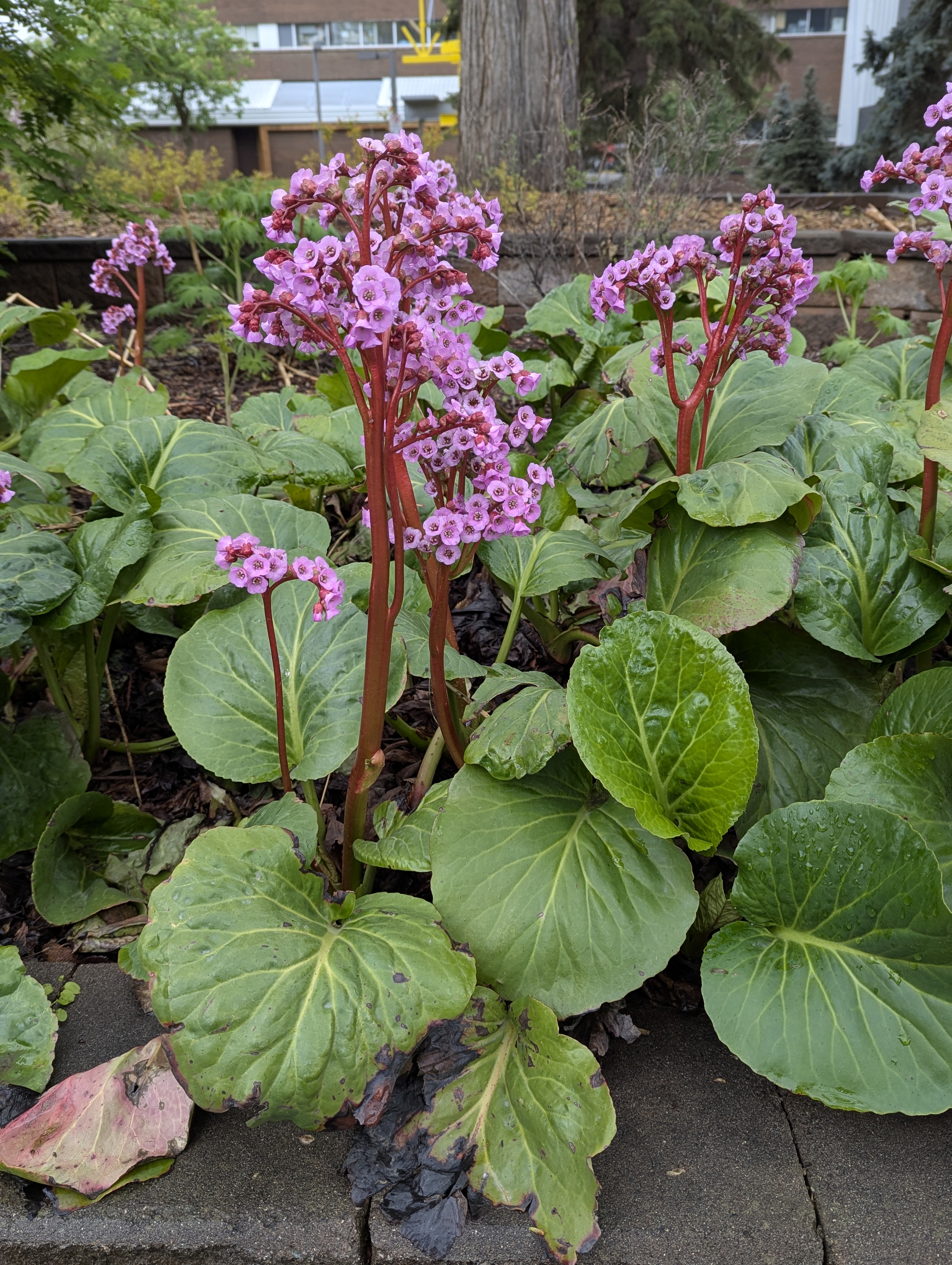 Birthday Trip to Canada, University of Alberta